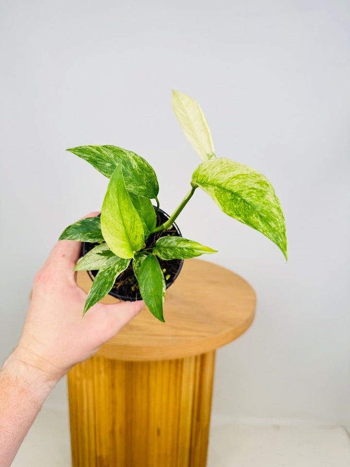 Monstera Adansonii Var Laniata Variegata Mint | Uprooted