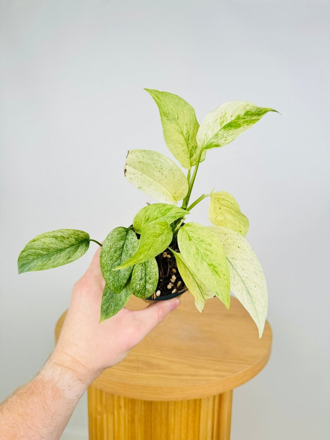 Monstera Adansonii Var Laniata Variegata Mint | Uprooted