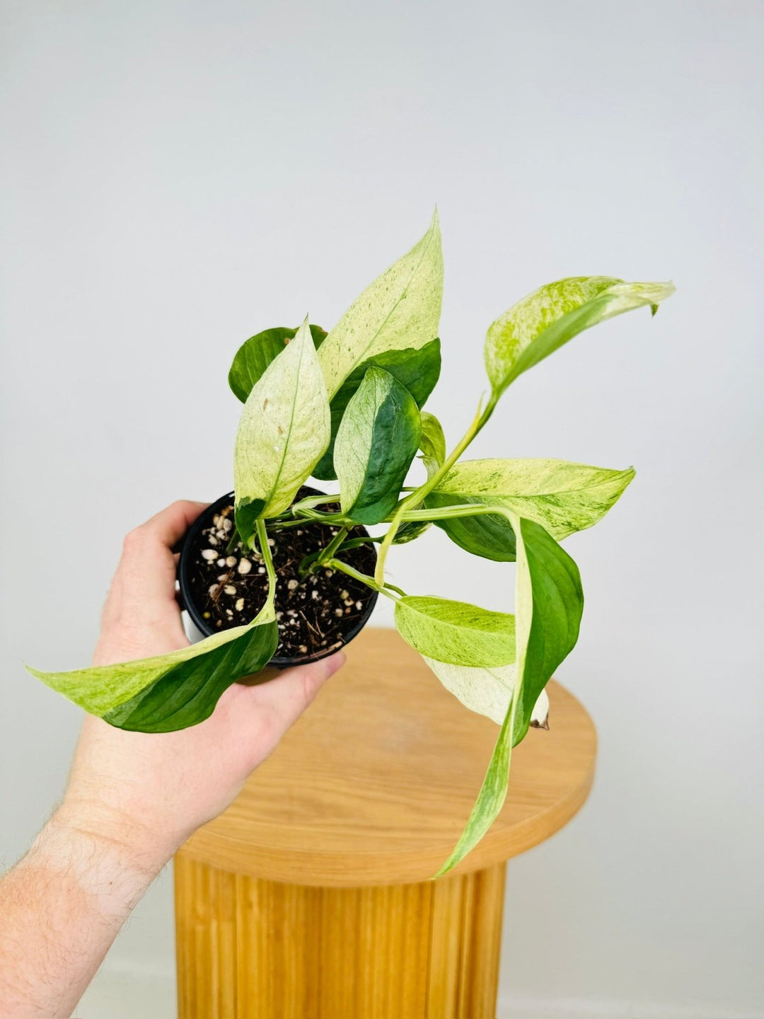 Monstera Adansonii Var Laniata Variegata Mint | Uprooted