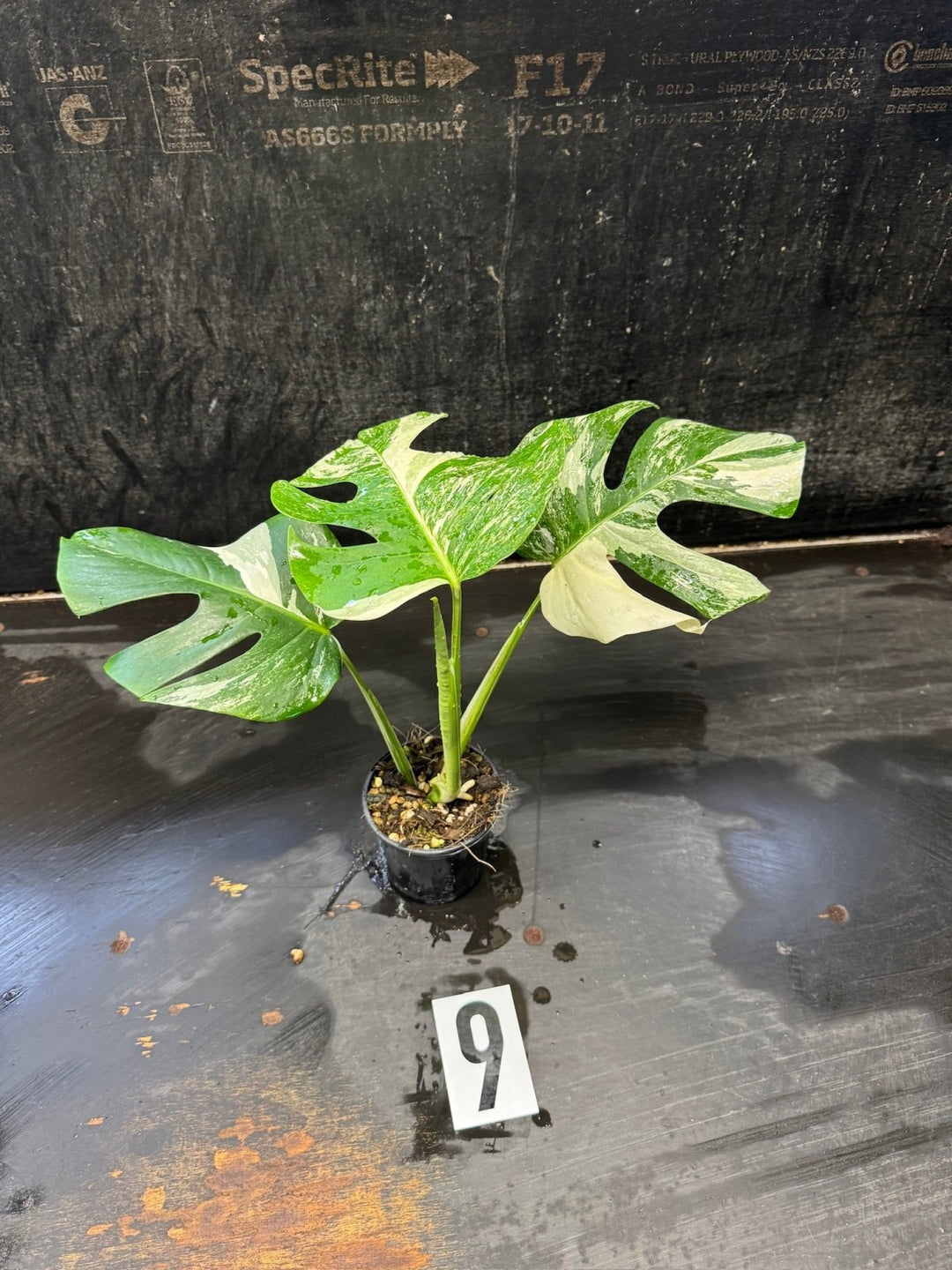 Monstera Borsigiana Variegated Albo | Uprooted