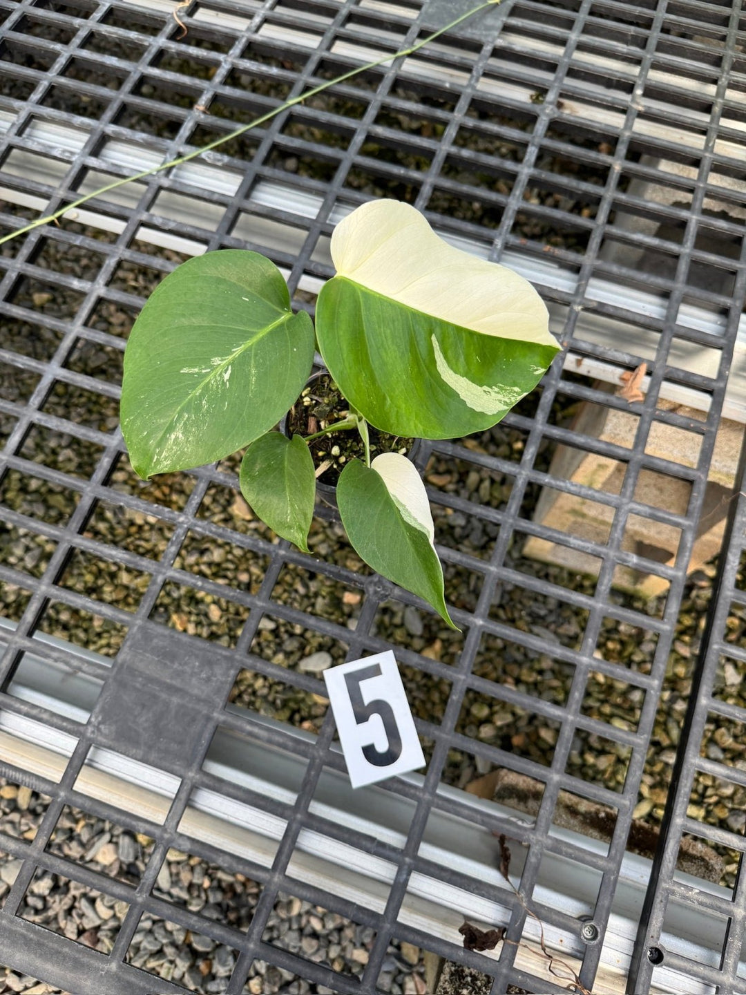 Monstera Borsigiana Variegated Albo | Uprooted