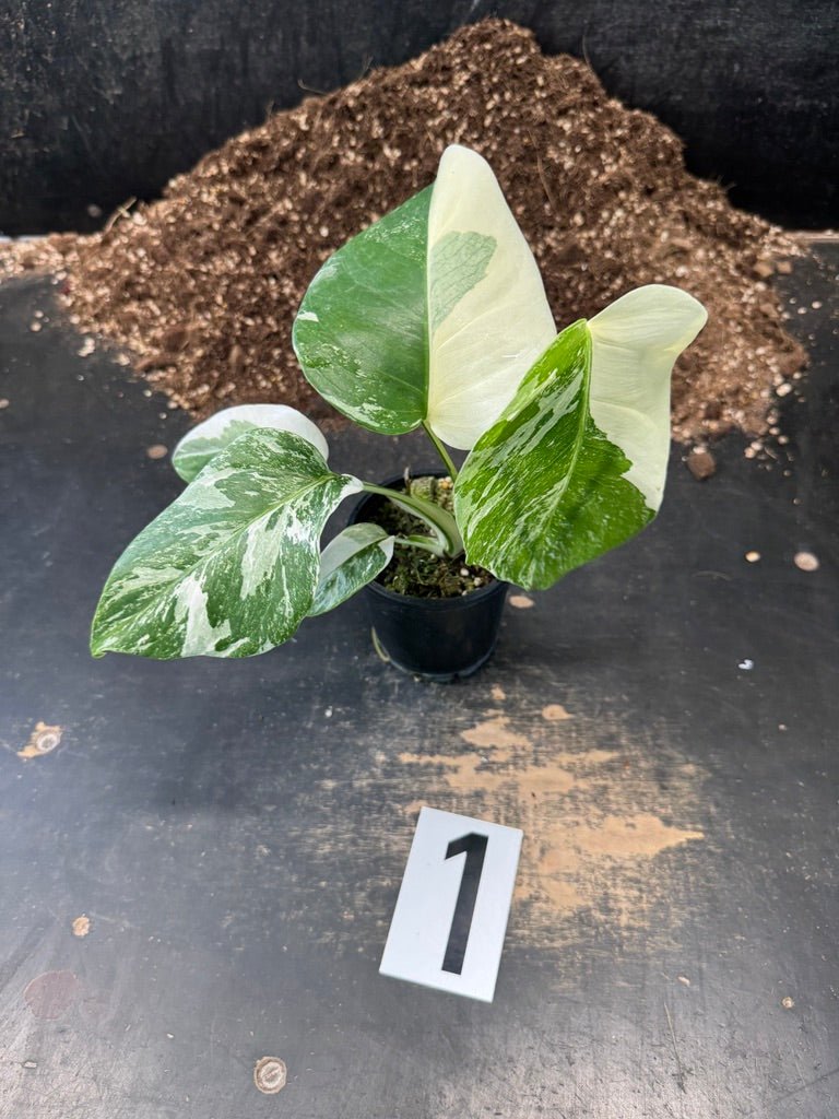 Monstera Borsigiana Variegated Albo | Uprooted