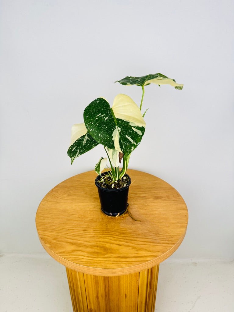 Monstera Deliciosa - Thai Constellation - Random Selection | Uprooted