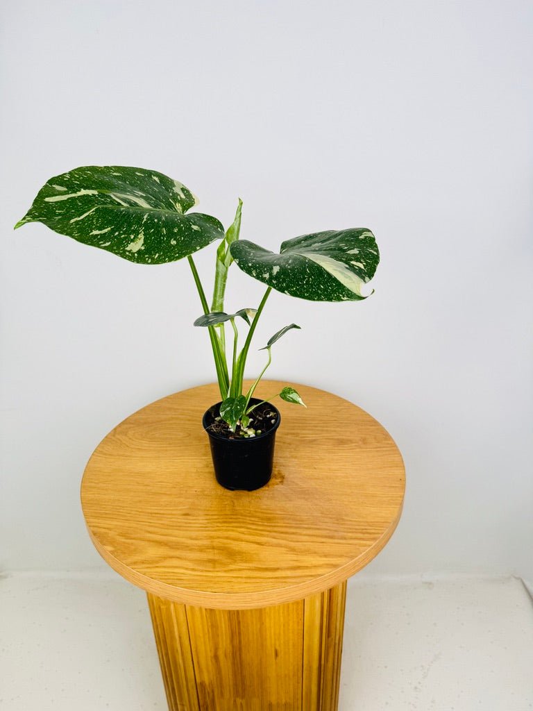 Monstera Deliciosa - Thai Constellation - Random Selection | Uprooted