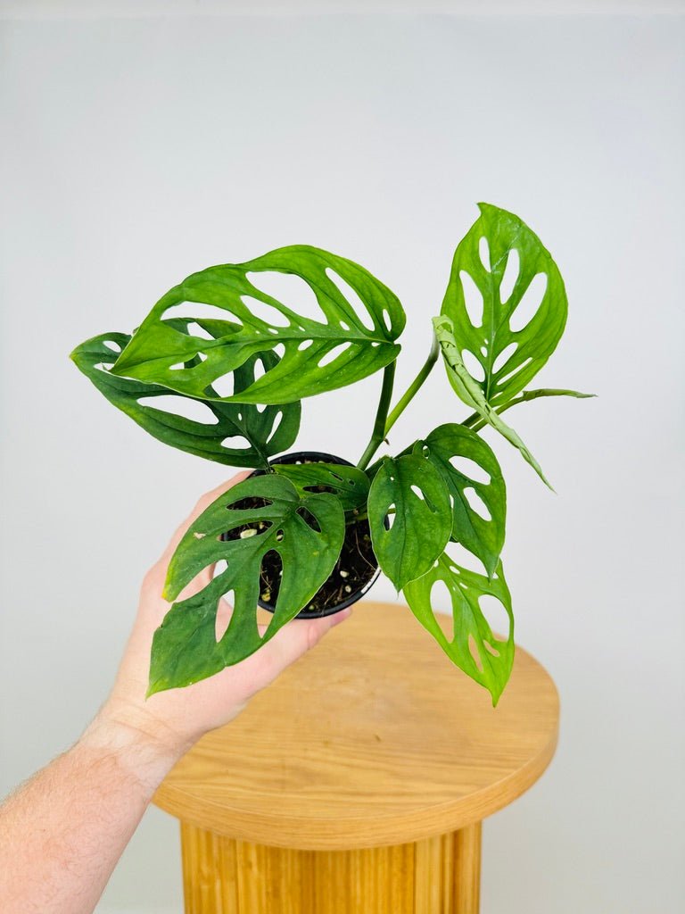 Monstera Esqueleto | Uprooted