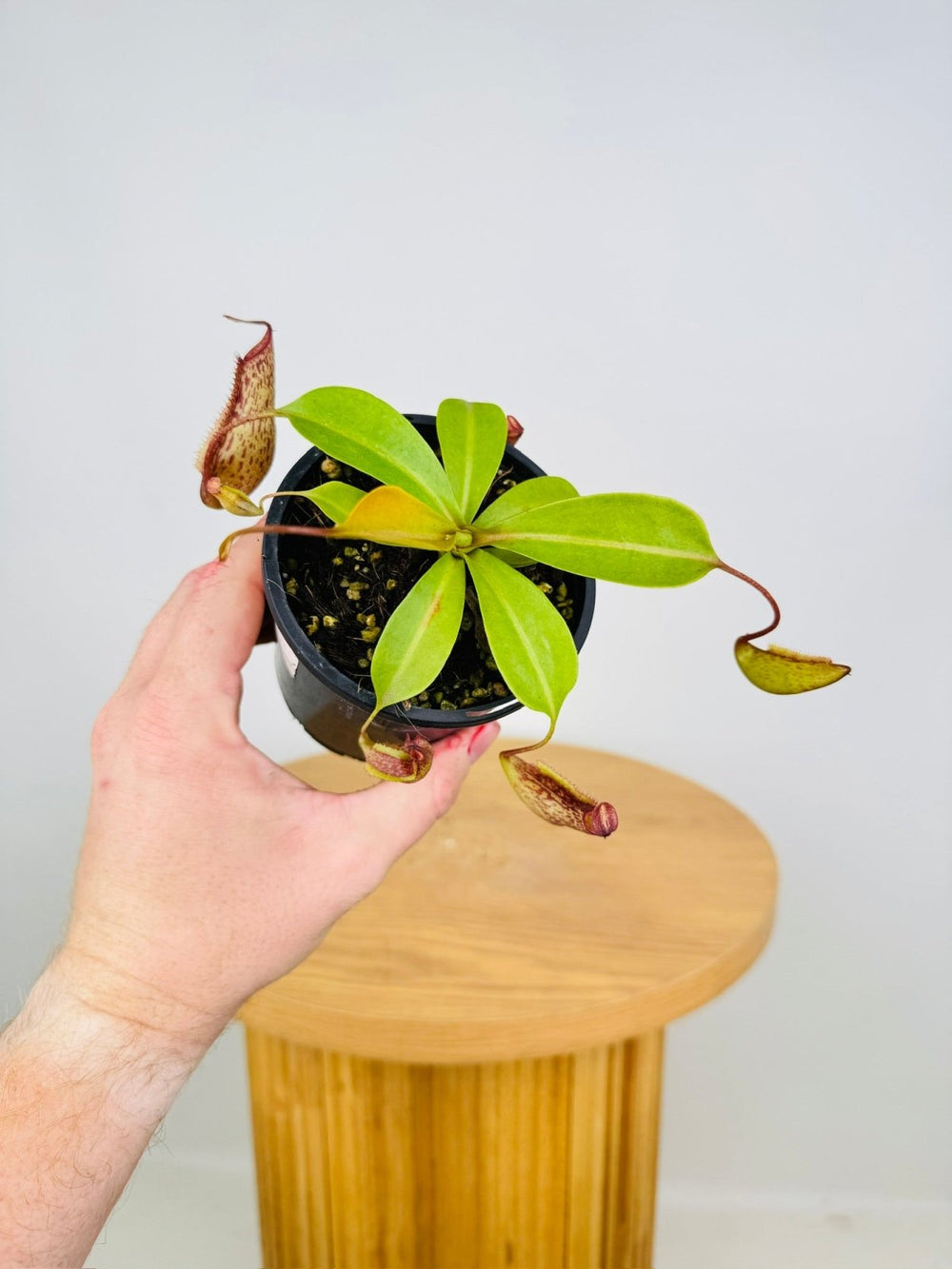 Nepenthes Gentle | Uprooted