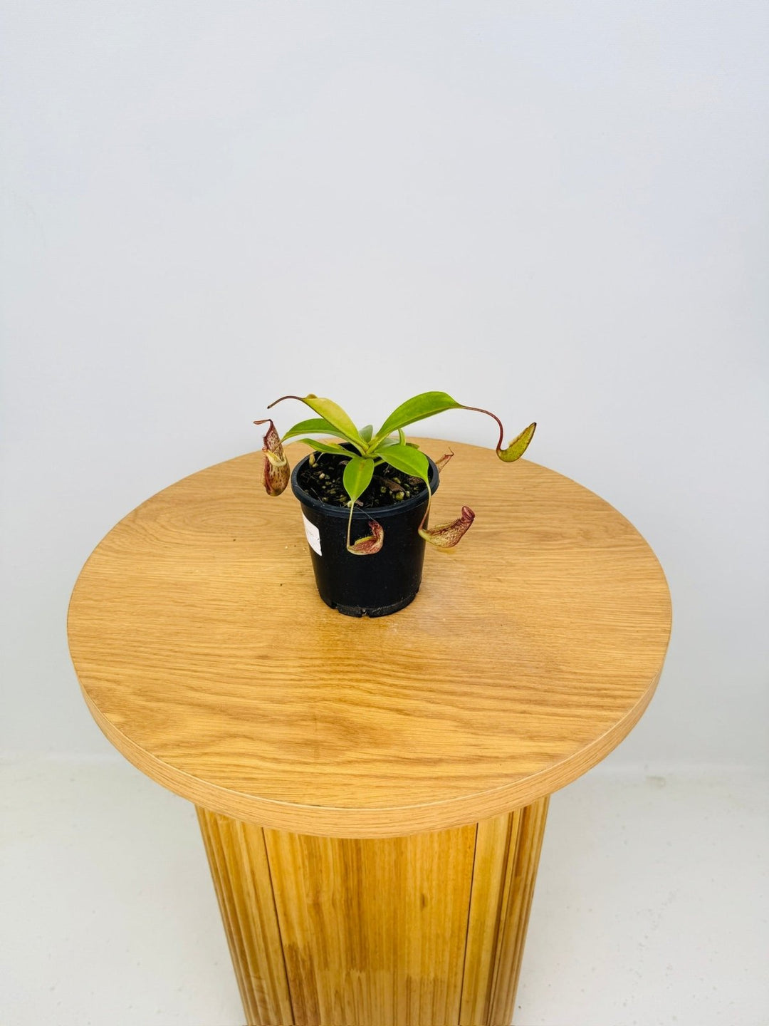 Nepenthes Gentle | Uprooted