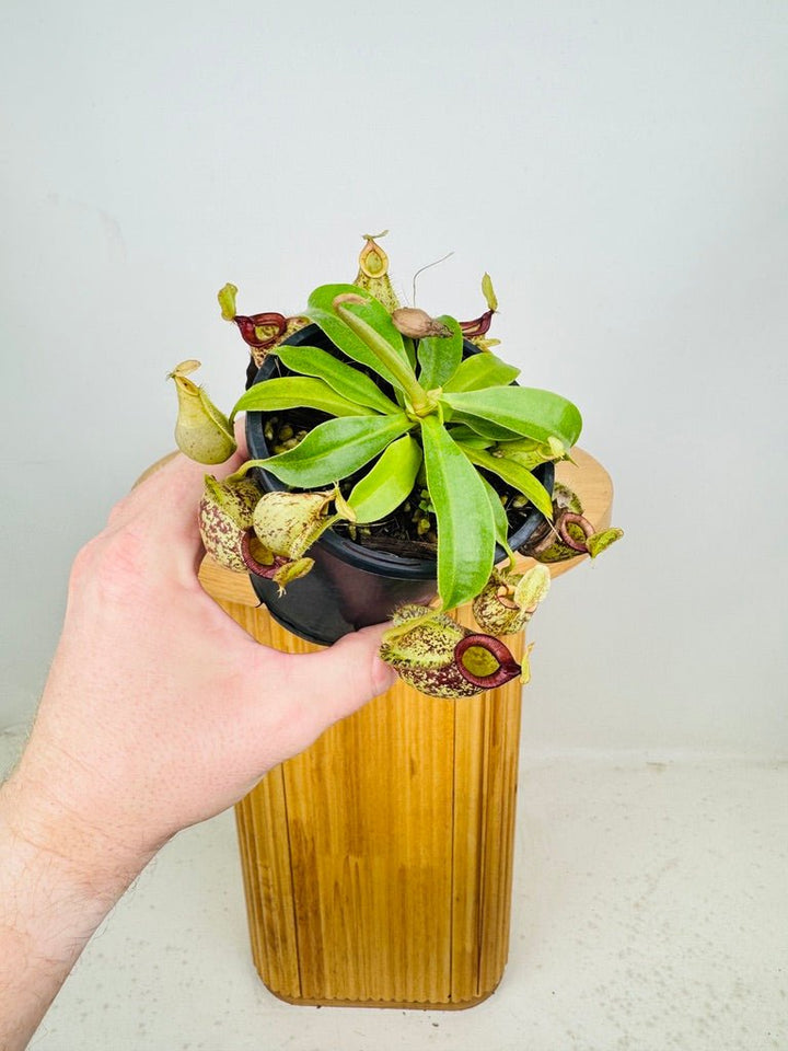 Nepenthes Hookeriana | Uprooted