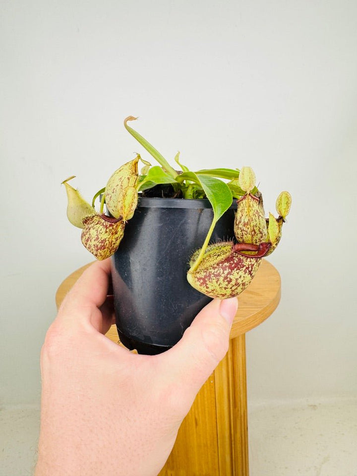 Nepenthes Hookeriana | Uprooted