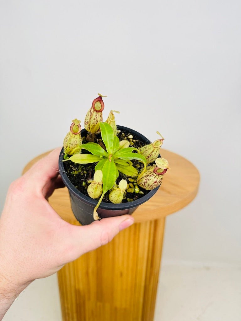 Nepenthes Hookeriana | Uprooted