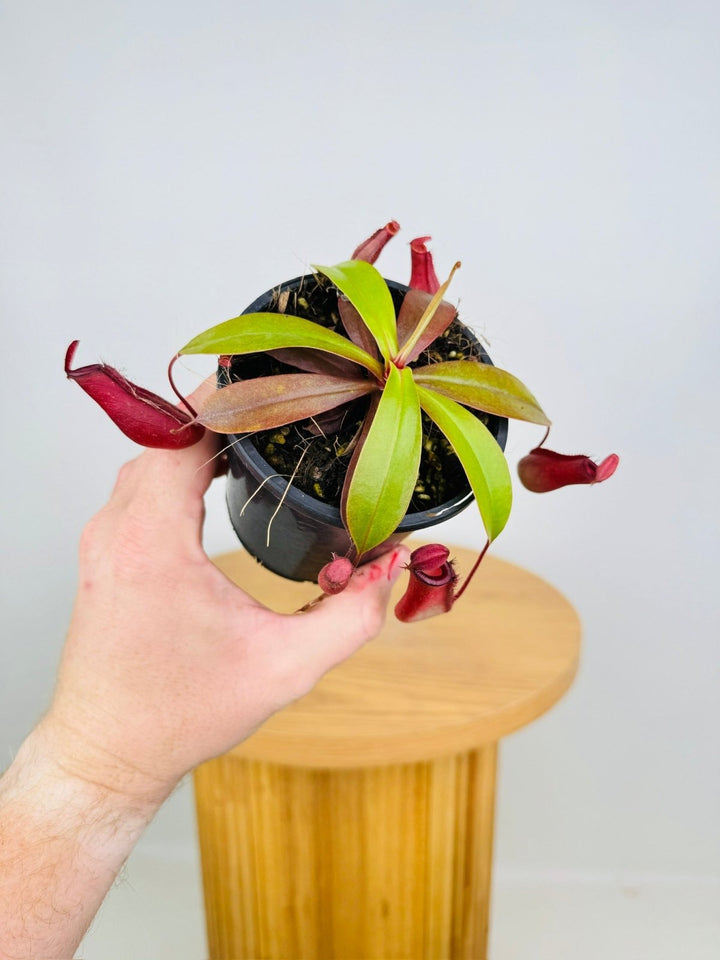 Nepenthes Red Mary | Uprooted