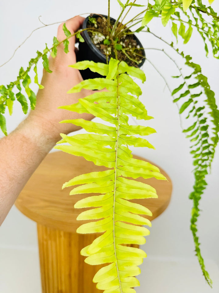 Nephrolepis Exaltata Variegata - Boston Tiger Fern | Uprooted