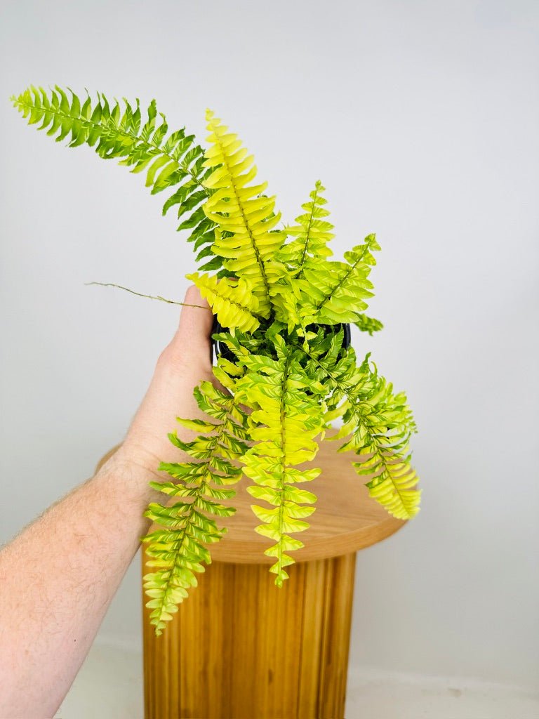 Nephrolepis Exaltata Variegata - Boston Tiger Fern | Uprooted