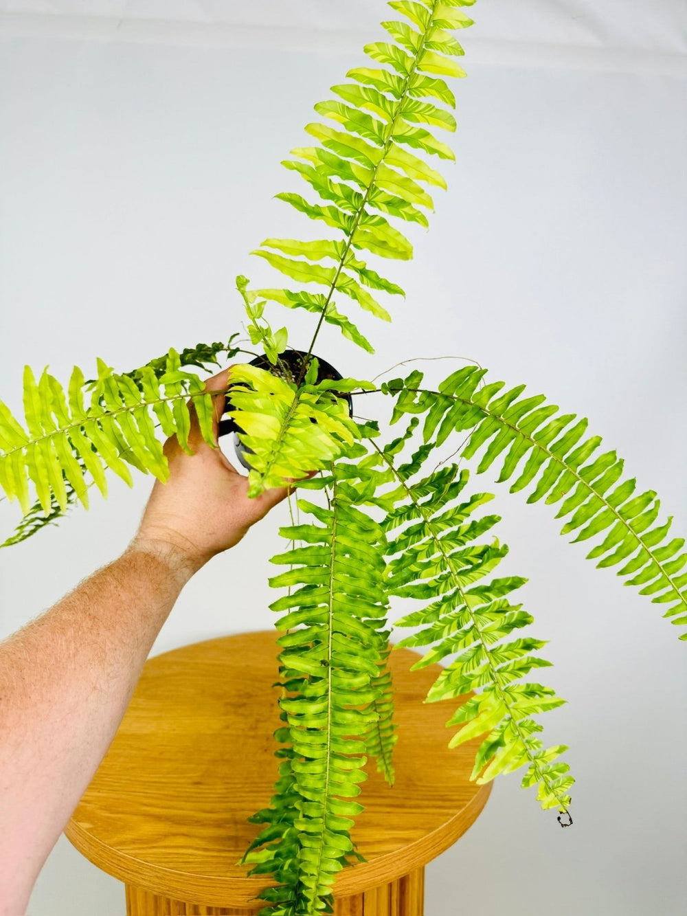 Nephrolepis Exaltata Variegata - Boston Tiger Fern | Uprooted