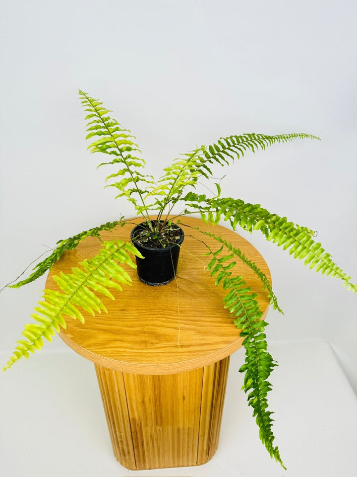 Nephrolepis Exaltata Variegata - Boston Tiger Fern | Uprooted