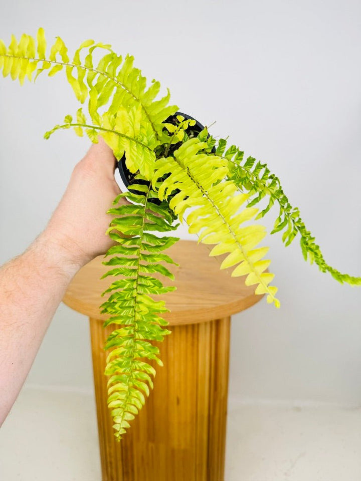 Nephrolepis Exaltata Variegata - Boston Tiger Fern | Uprooted