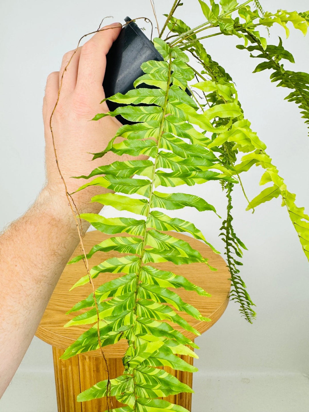 Nephrolepis Exaltata Variegata - Boston Tiger Fern | Uprooted