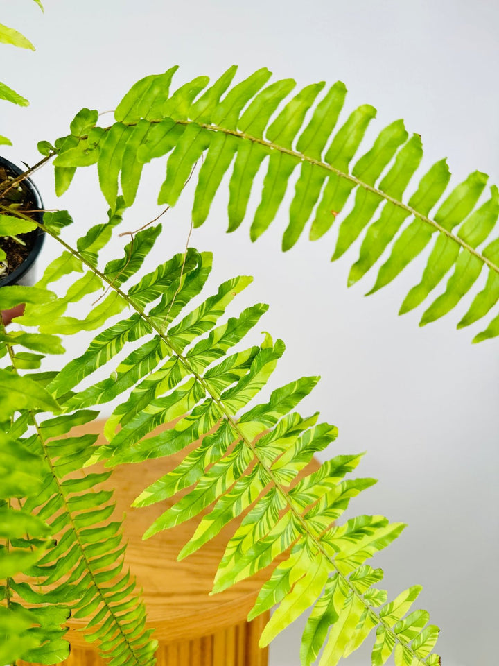 Nephrolepis Exaltata Variegata - Boston Tiger Fern | Uprooted