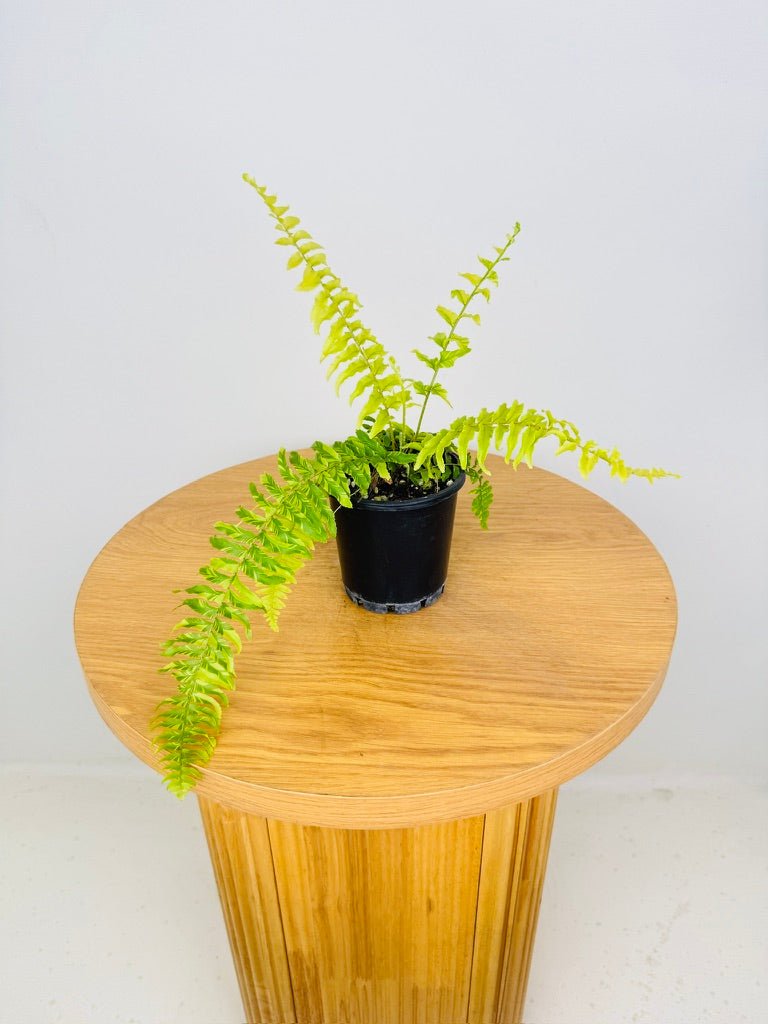 Nephrolepis Exaltata Variegata - Boston Tiger Fern | Uprooted