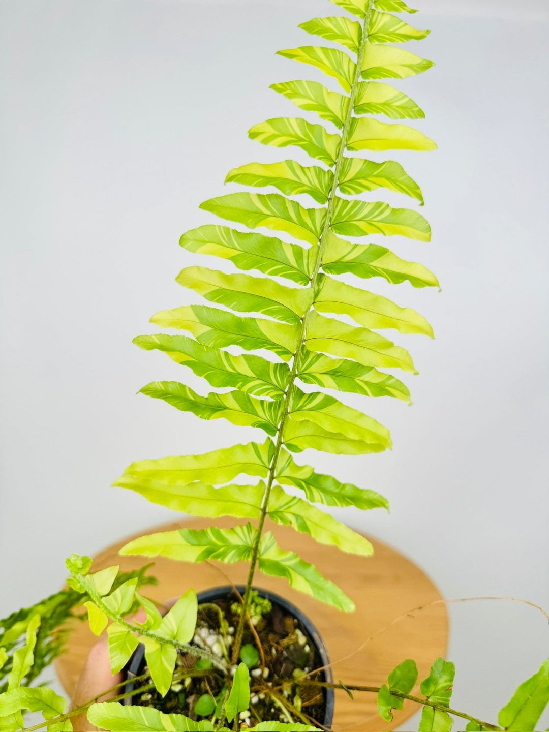 Nephrolepis Exaltata Variegata - Boston Tiger Fern | Uprooted