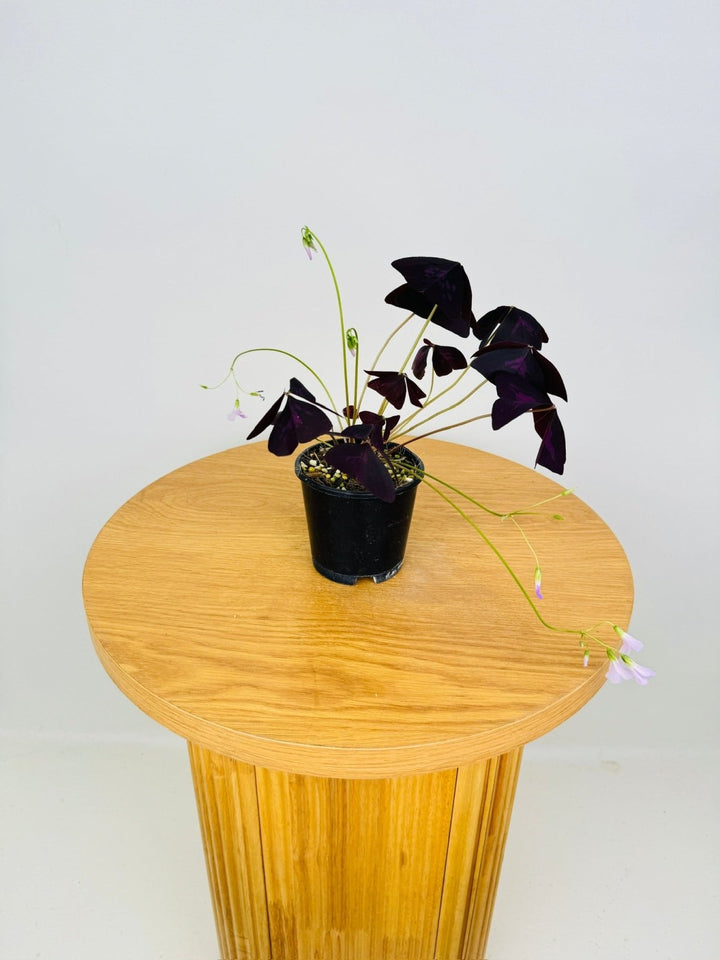 Oxalis Triangularis Sunny | Uprooted