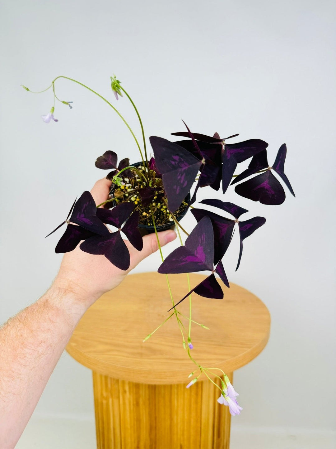 Oxalis Triangularis Sunny | Uprooted