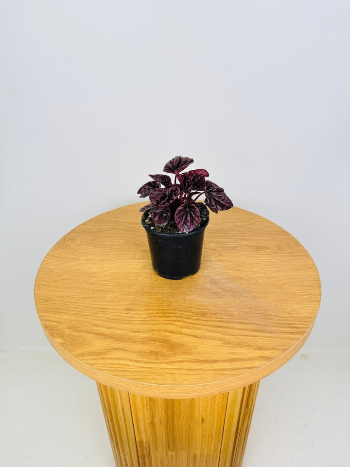 Peperomia Caperata - Burgundy Ripple | Uprooted