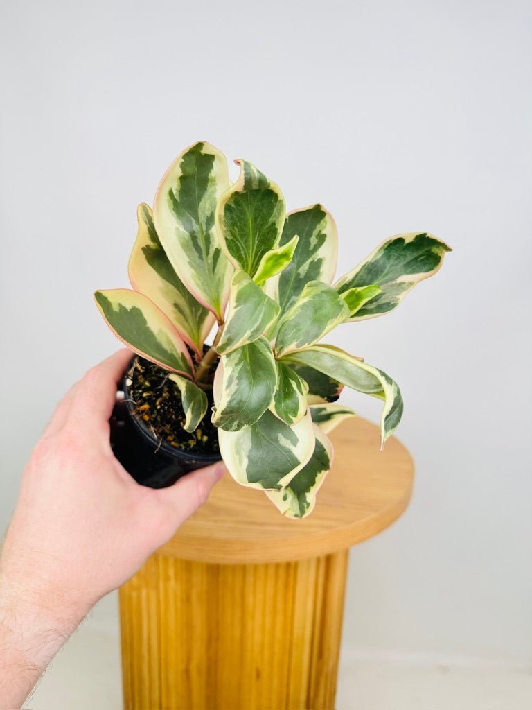 Peperomia Clusiifolia Tricolour | Uprooted