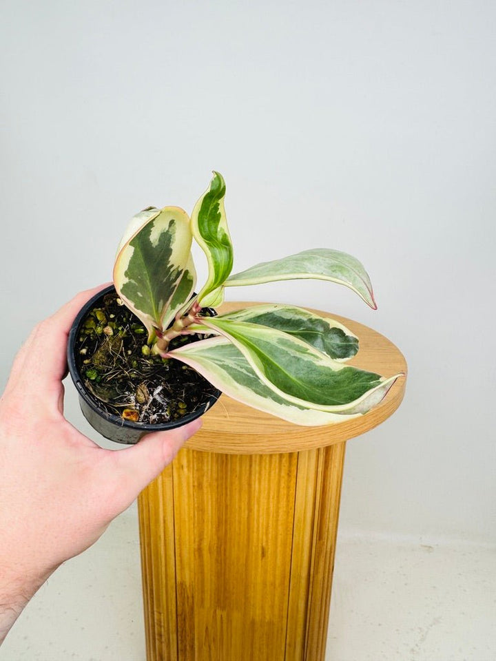 Peperomia Clusiifolia Tricolour | Uprooted