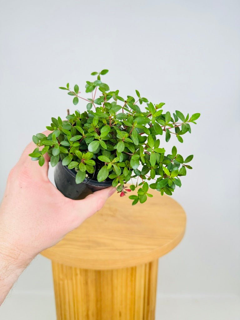 Peperomia Hunteriana | Uprooted