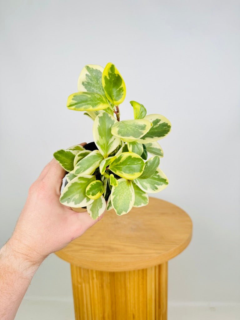 Peperomia Obtusifolia Albo Marginata | Uprooted