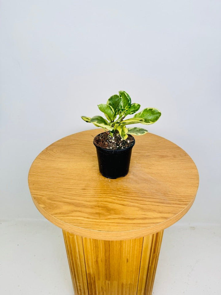 Peperomia Obtusifolia - Green & Gold | Uprooted