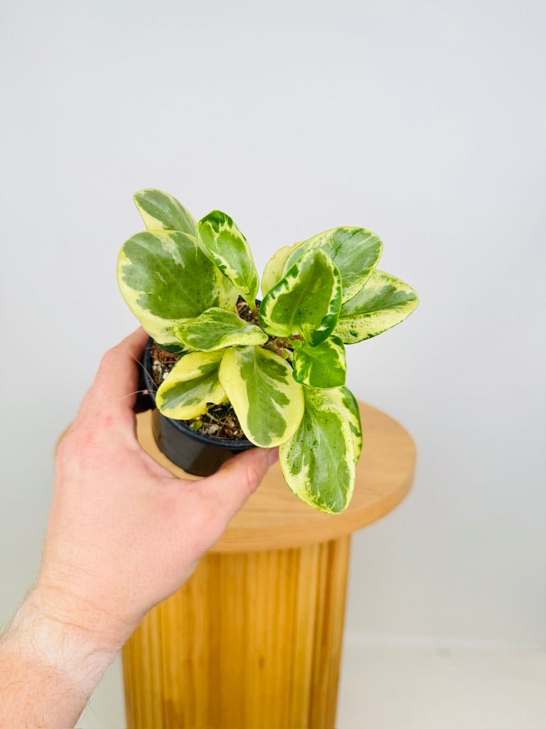 Peperomia Obtusifolia - Green & Gold | Uprooted