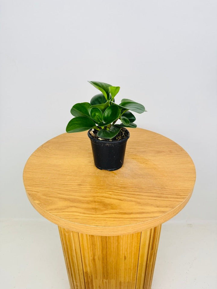 Peperomia Obtusifolia Jade | Uprooted