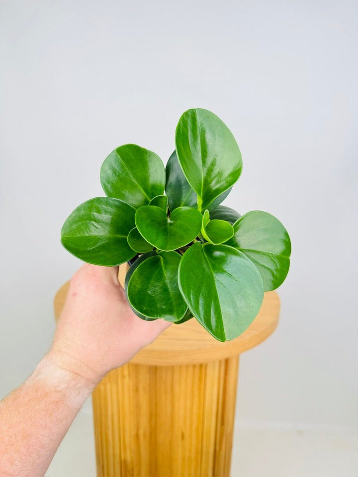 Peperomia Obtusifolia Jade | Uprooted