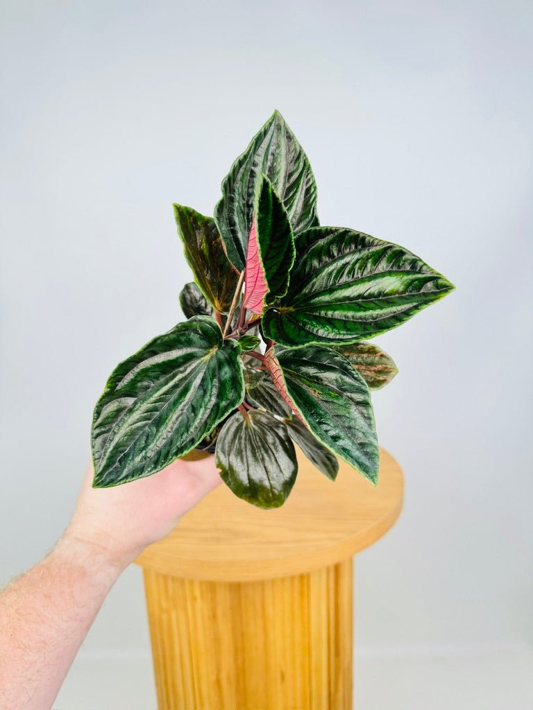 Peperomia Rugosa - Ecuador | Uprooted