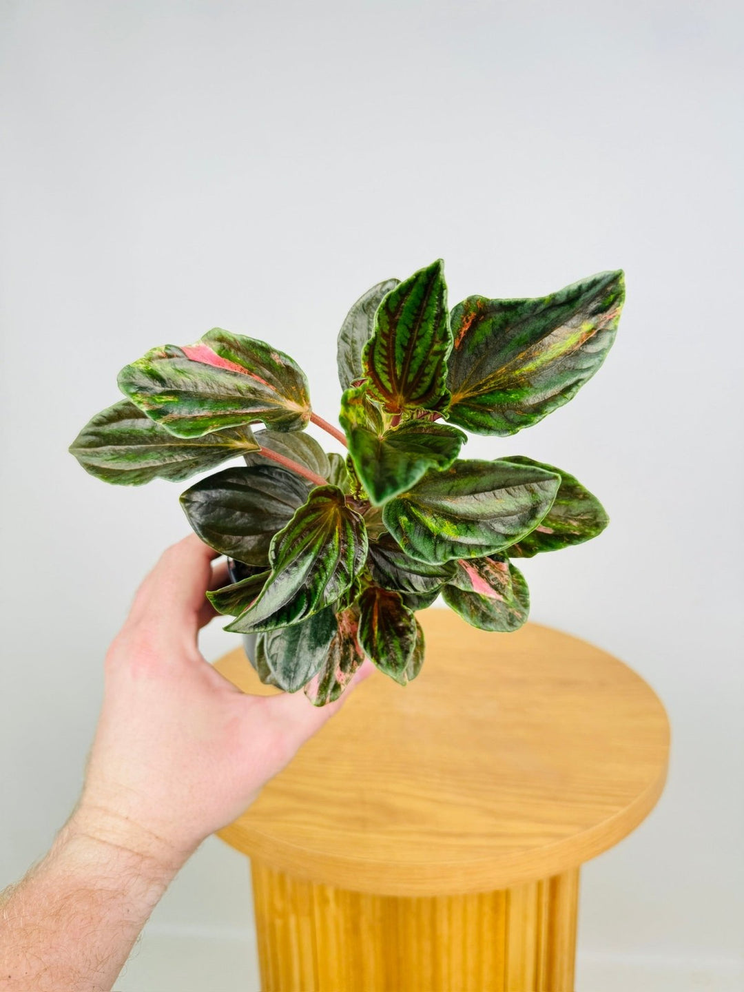 Peperomia Rugosa - Ecuador | Uprooted