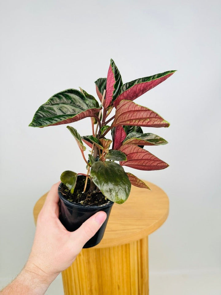 Peperomia Rugosa - Ecuador | Uprooted