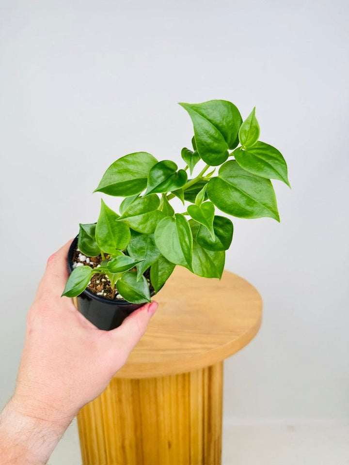 Peperomia Scandens | Uprooted