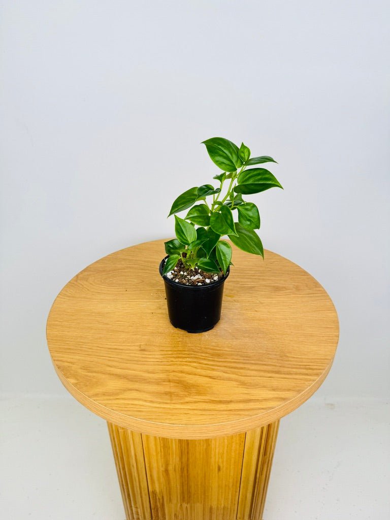 Peperomia Scandens | Uprooted