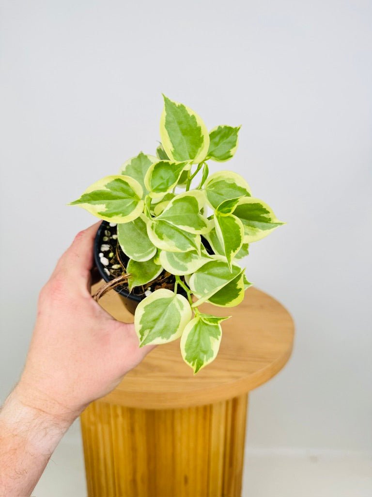 Peperomia Scandens Variegata | Uprooted