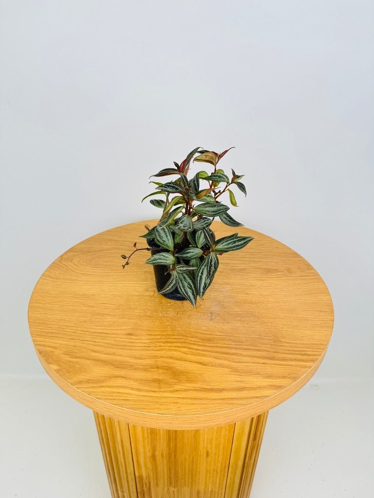 Peperomia Trinervis | Uprooted