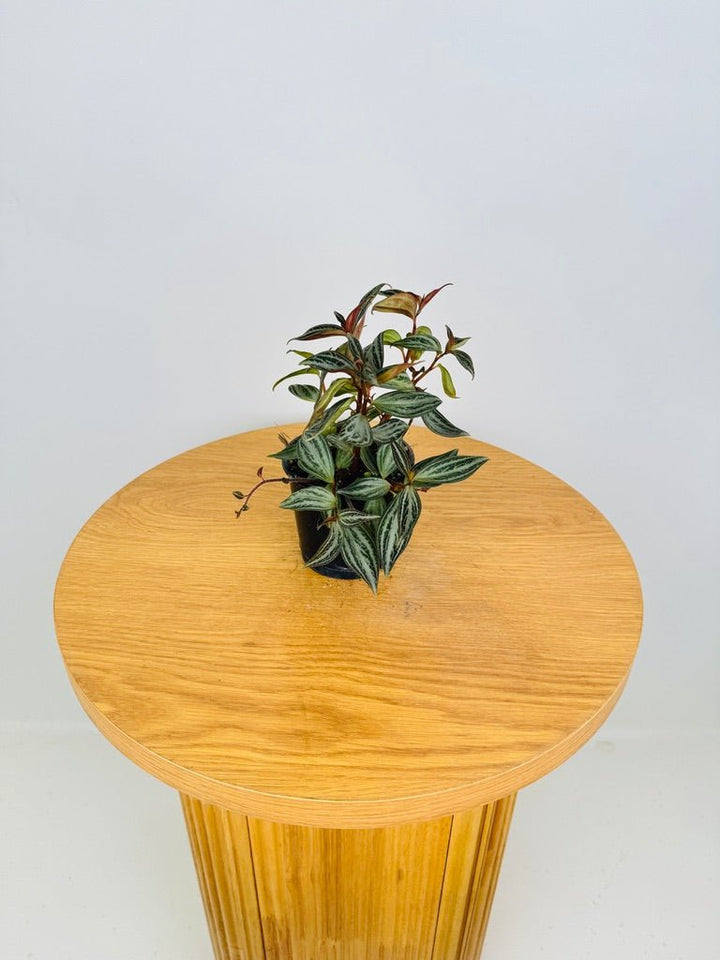 Peperomia Trinervis | Uprooted