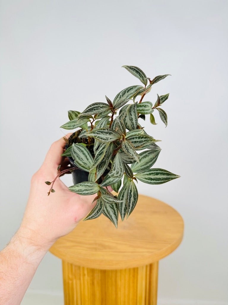 Peperomia Trinervis | Uprooted