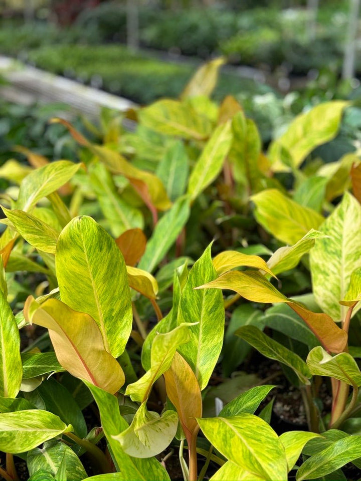 Philodendron Autumn Queen | Uprooted