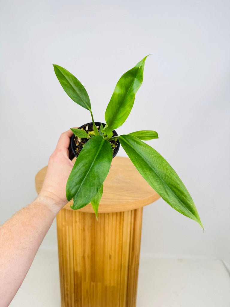 Philodendron Barrosoanum | Uprooted