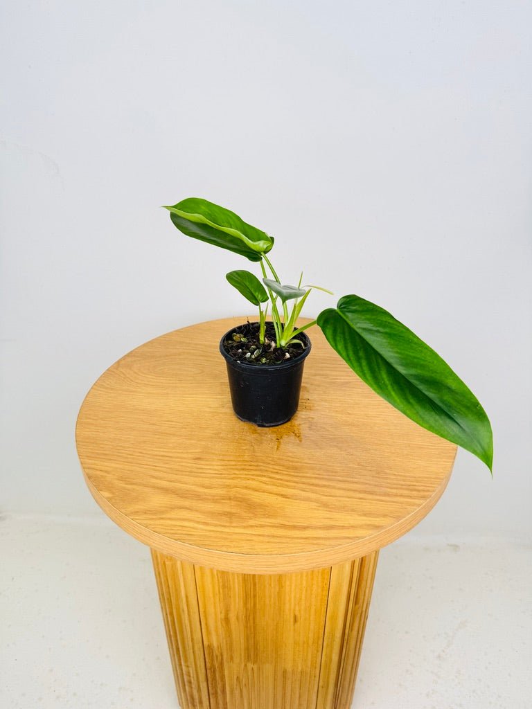 Philodendron Bette Waterbury - Big Ears 69686 | Uprooted