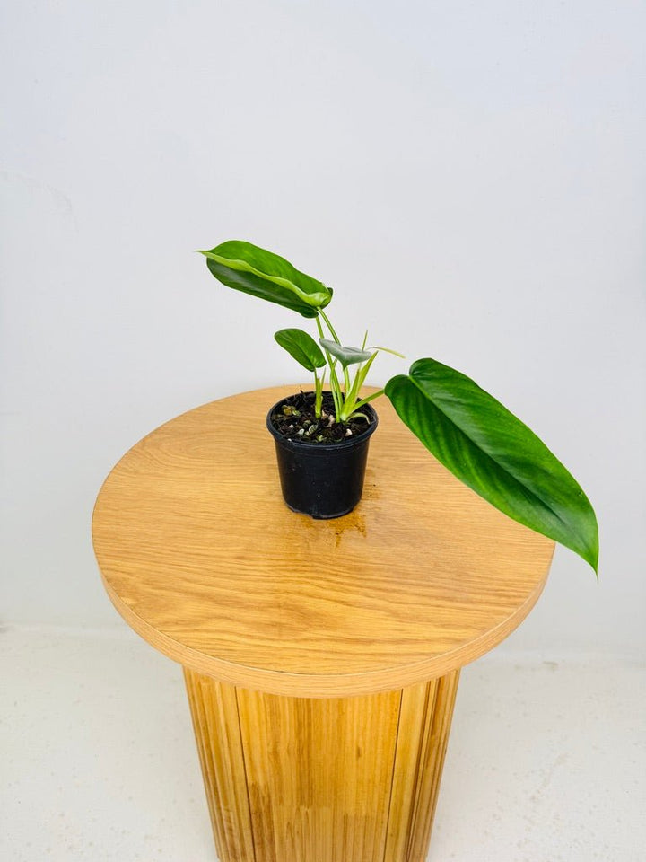 Philodendron Bette Waterbury - Big Ears 69686 | Uprooted