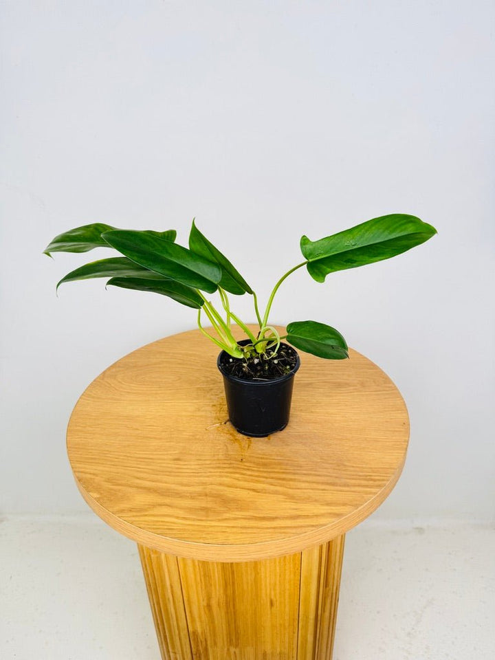 Philodendron Bette Waterbury - Big Ears 69686 | Uprooted