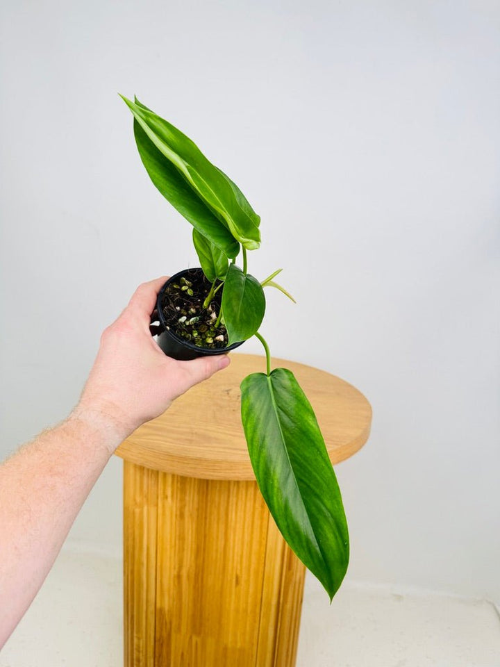 Philodendron Bette Waterbury - Big Ears 69686 | Uprooted